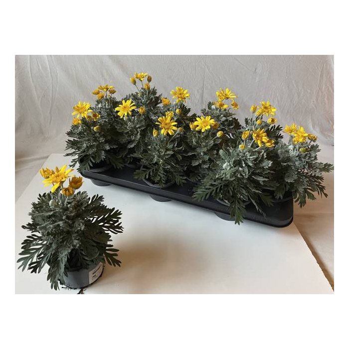 <h4>Euryops pectinatus Silver Star 10,5Ø 23cm</h4>