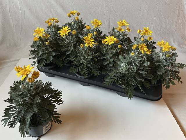 Euryops pectinatus Silver Star 10,5Ø 23cm
