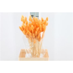 Dried Lagurus Bleached Zalm