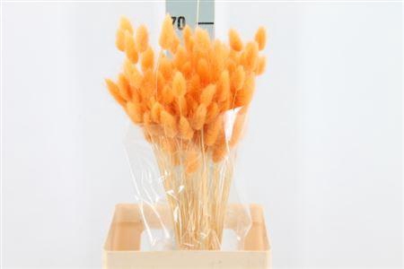 <h4>Dried Lagurus Bleached Zalm</h4>