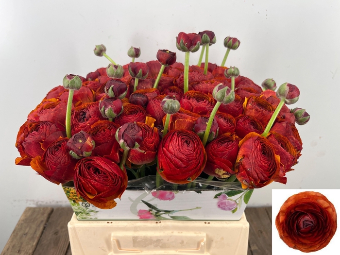 <h4>RANUNCULUS OV</h4>