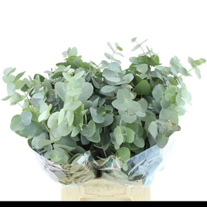 EUCA CINEREA SHORT 200GRAM