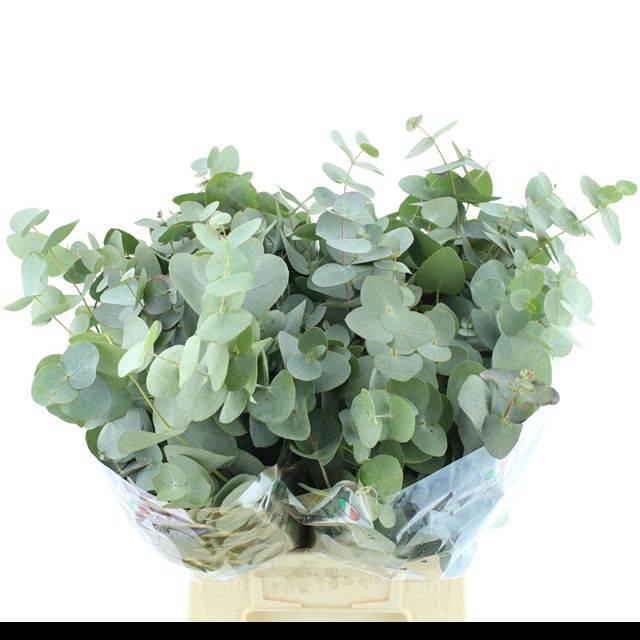 <h4>EUCA CINEREA SHORT 200GRAM</h4>