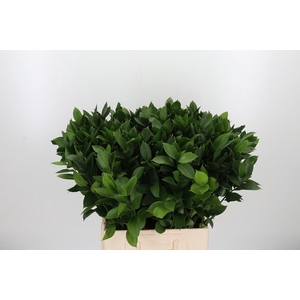 Ruscus