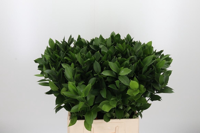 <h4>Ruscus</h4>