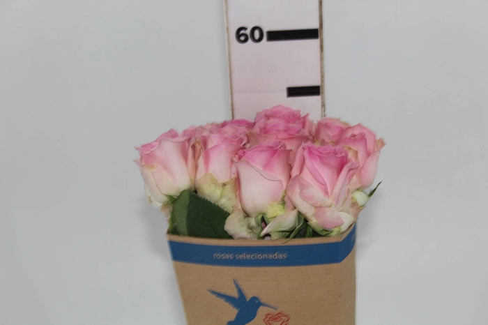 ROSA SORBET AVALANCHE 050 CM ROSA ESTUFA