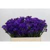 Limonium sinuatum Navy Sun Birds