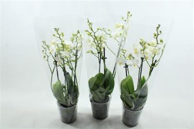 <h4>O.k.mini Witte 3 Tak Phal</h4>