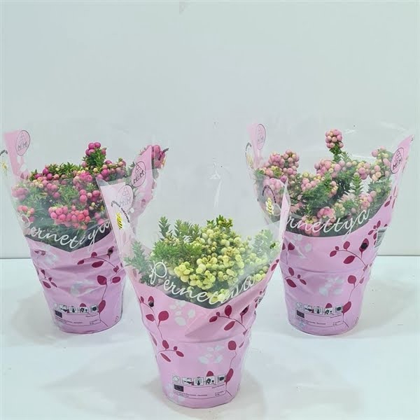 <h4>Gaultheria mucronata Mixtray in hoes</h4>