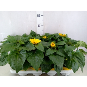 Helianthus an. 'Sunsation'