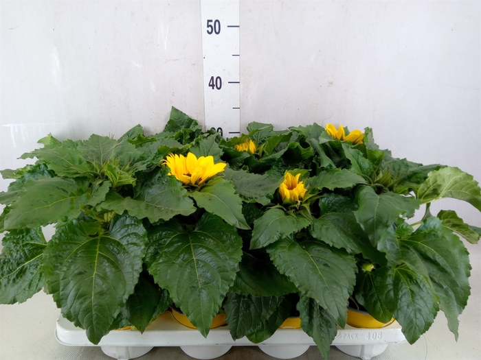 <h4>Helianthus an. 'Sunsation'</h4>