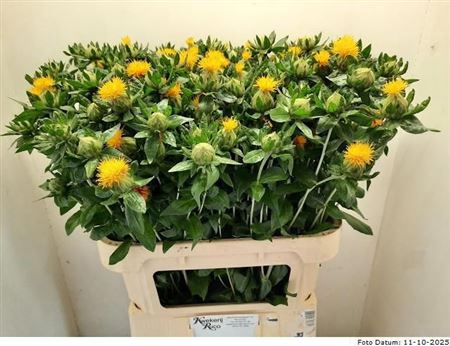<h4>Carth T Orange Grena</h4>