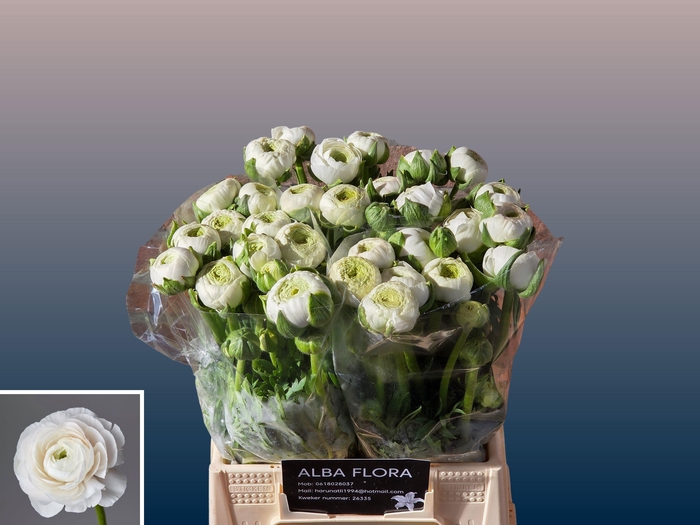 <h4>RAN AAZUR WHITE</h4>