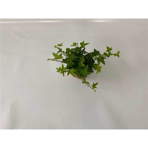 Jacobine 8,5cm