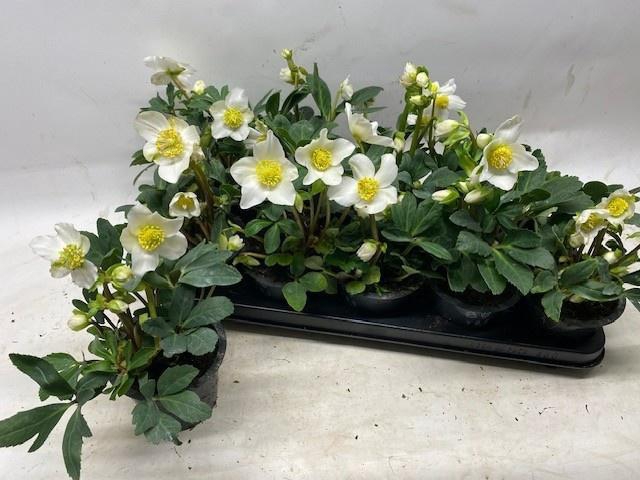 <h4>HELL NI HAPPY DAY</h4>