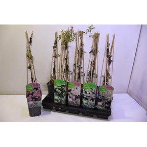 Clem Montana Mixtray