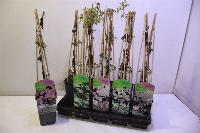 <h4>Clem Montana Mixtray</h4>