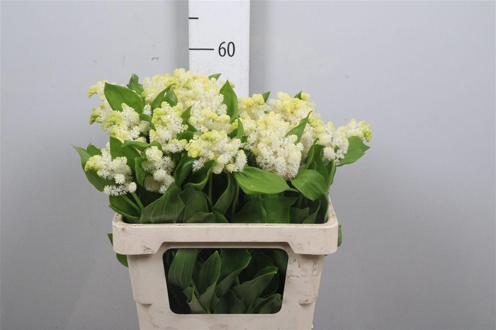 <h4>Smilacina Racemosa Fragrant</h4>