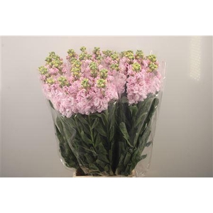 Matth Iron * Premium* Light Pink