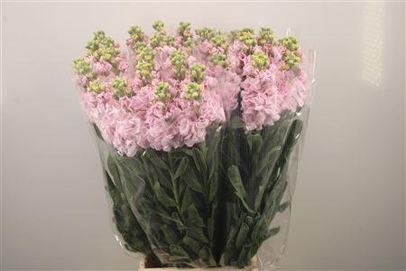 <h4>Matth Iron * Premium* Light Pink</h4>