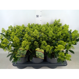 Skimmia jap. 'Finchy'