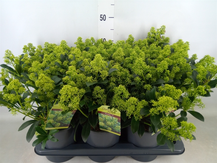 <h4>Skimmia jap. 'Finchy'</h4>