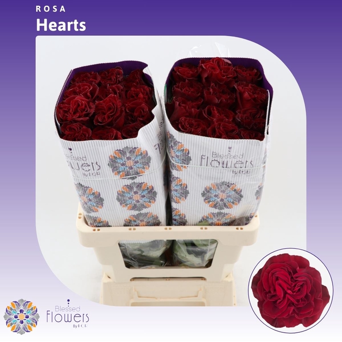 <h4>Rosa gr Hearts</h4>