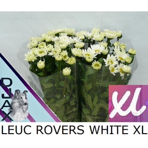 LEUC VULG ROVERS WHI