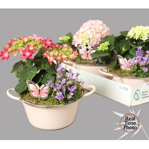 ARR TUINPLANTEN