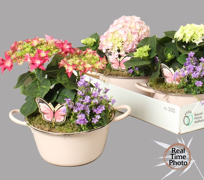 <h4>ARR TUINPLANTEN</h4>