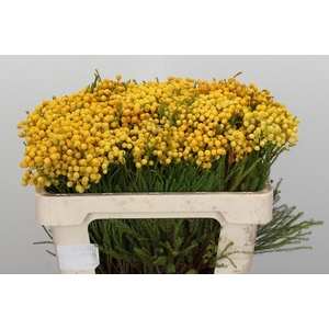 Kaaps Groen Phaenocoma Yellow