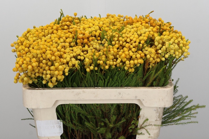 <h4>Kaaps Groen Phaenocoma Yellow</h4>