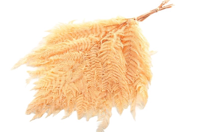 Fern Bracken Preserved Apricot