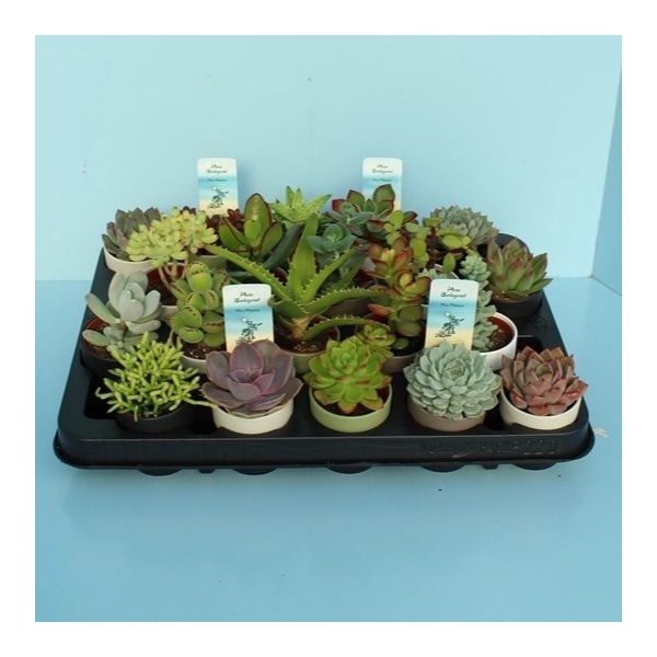 <h4>Bio Succulenten In DUBAI 205-SUC-DUBAI</h4>