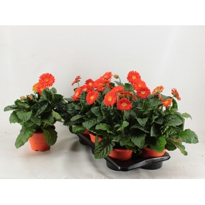 Gerbera XL Garvinea Glow 4+