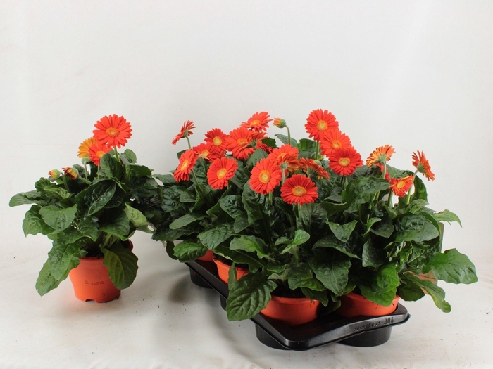 <h4>Gerbera XL Garvinea Glow 4+</h4>