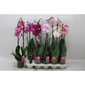 Phal Gem 6 Kl