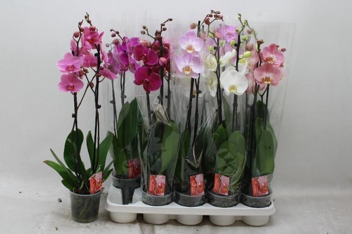 <h4>Phal Gem 6 Kl</h4>