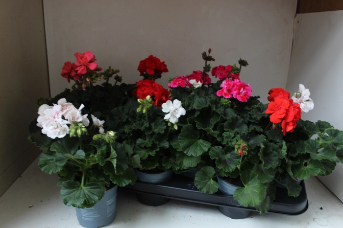 <h4>PEL ZON GEM</h4>