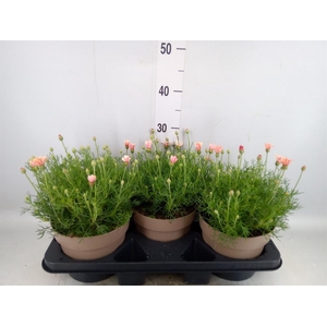 Rhodanthemum hosm. 'Zagora Orange'