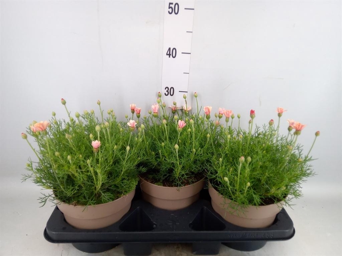 <h4>Rhodanthemum hosm. 'Zagora Orange'</h4>