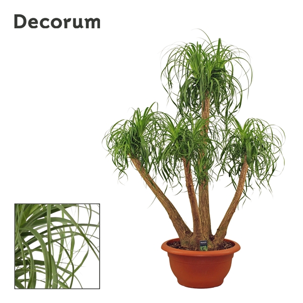 <h4>Beaucarnea vertakt 55 cm (Decorum)</h4>