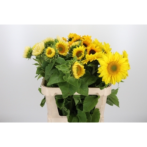 Helianthus Mix