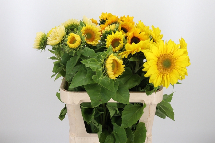 <h4>Helianthus Mix</h4>