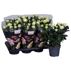 Nolina Roses Ø 17 cm White st 2-3