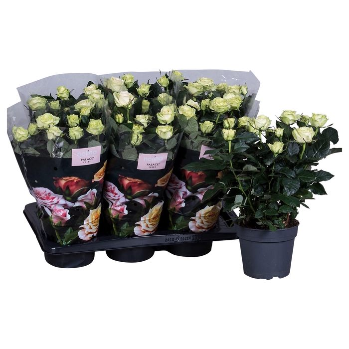 <h4>Nolina Roses Ø 17 cm White st 2-3</h4>