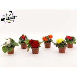 knolbegonia ( MIX PER LAAG OF PER KAR )