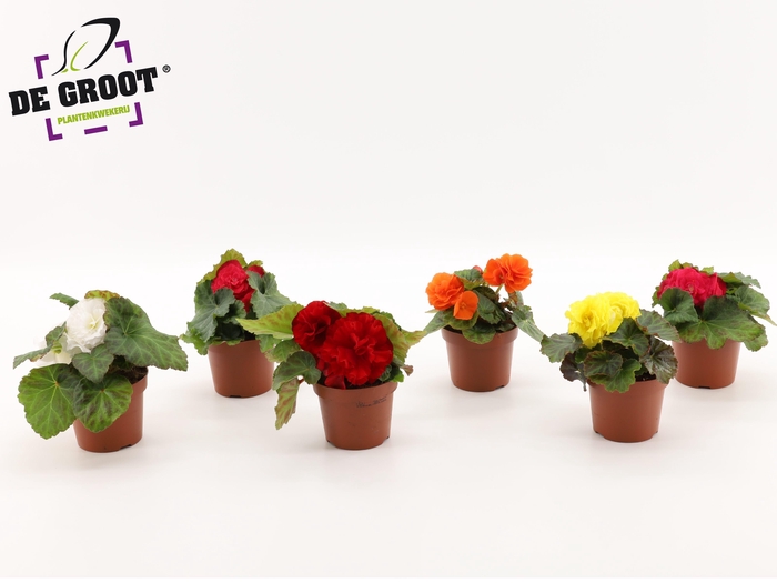 <h4>knolbegonia ( MIX PER LAAG OF PER KAR )</h4>