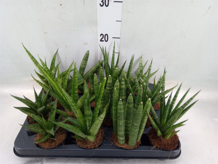 <h4>Sansevieria   ...</h4>