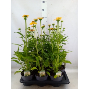 Echinacea   ...
